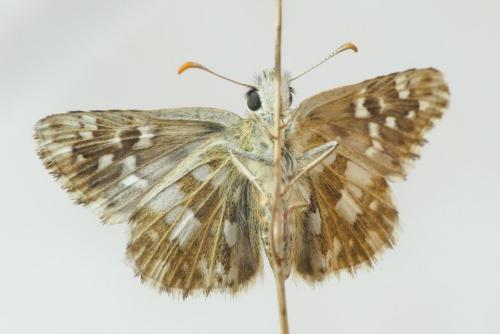 Réf. 268 753 : Pyrgus armoricanus